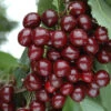 Cherry Bush 'Porthos' 1 Cherry Bush 'Porthos' -OWL Plant Shop 300176