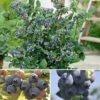 Blueberry Collection 1 Blueberry Collection -OWL Plant Shop 310022