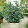 Blueberry Collection With Decorative Pots 1 Blueberry Collection With Decorative Pots -OWL Plant Shop 310082