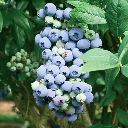 Blueberry Collection With Decorative Pots 4 Blueberry Collection With Decorative Pots - Image 2