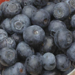 Blueberry Collection With Decorative Pots 9 Blueberry Collection With Decorative Pots -OWL Plant Shop 310082 2