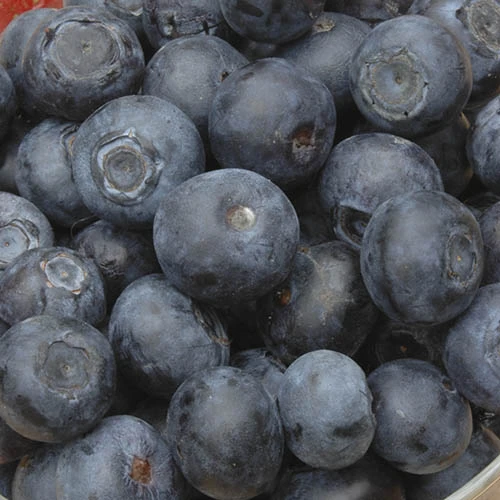 Blueberry Collection With Decorative Pots 5 Blueberry Collection With Decorative Pots - Image 3