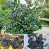 The Complete Blueberry Growing Kit 2 The Complete Blueberry Growing Kit -OWL Plant Shop 310083