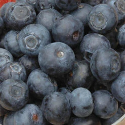 The Complete Blueberry Growing Kit 13 The Complete Blueberry Growing Kit -OWL Plant Shop 310083 3