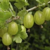 Gooseberry 'Invicta' 1 Gooseberry 'Invicta' -OWL Plant Shop 310116