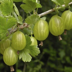 Gooseberry 'Invicta'