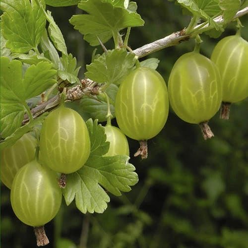 Gooseberry 'Invicta' 3 Gooseberry 'Invicta'