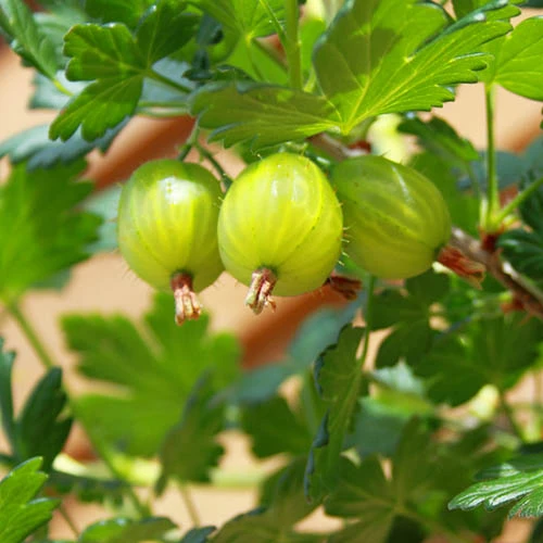 Gooseberry 'Invicta' 4 Gooseberry 'Invicta' - Image 2