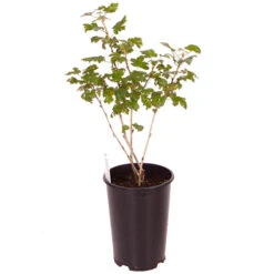 Gooseberry 'Invicta' 7 Gooseberry 'Invicta' -OWL Plant Shop 310116 2