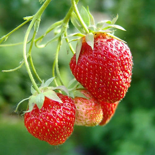 Strawberry Cambridge Favourite Fruit Bush - Pack X 20 Runners To Grow Your Own 4 Strawberry Cambridge Favourite Fruit Bush - Pack X 20 Runners To Grow Your Own - Image 2