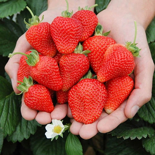Strawberry Cambridge Favourite Fruit Bush - Pack X 20 Runners To Grow Your Own 5 Strawberry Cambridge Favourite Fruit Bush - Pack X 20 Runners To Grow Your Own - Image 3
