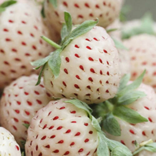 White Strawberry (Pineberry) 'White Dream' 3 White Strawberry (Pineberry) 'White Dream'