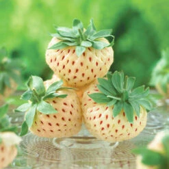 White Strawberry (Pineberry) 'White Dream' 9 White Strawberry (Pineberry) 'White Dream' -OWL Plant Shop 320015 2