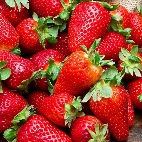 Everbearer Strawberry 'Sweet Summer' 4 Everbearer Strawberry 'Sweet Summer' - Image 2