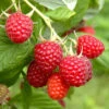 Raspberry Long-Cane 2 Raspberry Long-Cane -OWL Plant Shop 330002