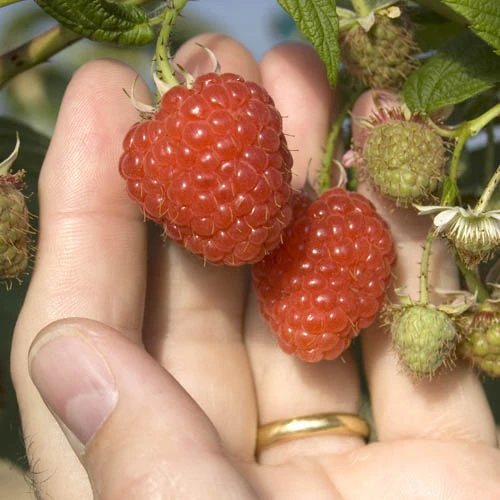 Raspberry Long-Cane 4 Raspberry Long-Cane - Image 2