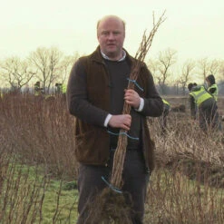 Raspberry Long-Cane 9 Raspberry Long-Cane -OWL Plant Shop 330002 3