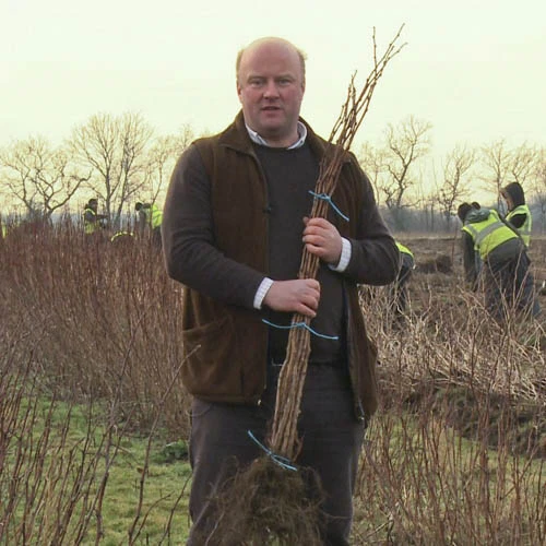 Raspberry Long-Cane 6 Raspberry Long-Cane - Image 4