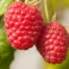 Premium Long Cane Raspberry 2 Premium Long Cane Raspberry -OWL Plant Shop 330018