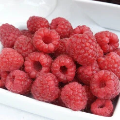 Premium Long Cane Raspberry -OWL Plant Shop 330018 2