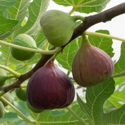 Best Seller 9 Hardy Fig 'Brown Turkey'
