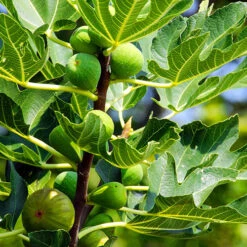 Best Seller -OWL Plant Shop 340029 1