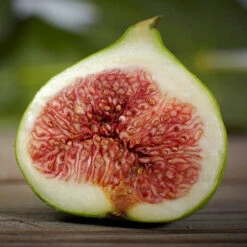 Hardy Fig 'Brown Turkey' -OWL Plant Shop 340029 3