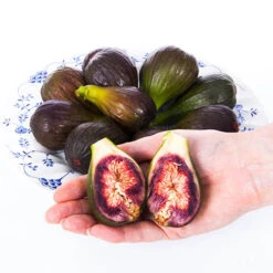 Hardy Fig 'Brown Turkey' -OWL Plant Shop 340029 5