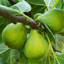 Hardy Fig 'Brown Turkey' -OWL Plant Shop 340029 6