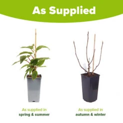 Hardy Fig 'Brown Turkey' -OWL Plant Shop 340029 7