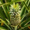 Edible Indoor Pineapple Plant - Ananas Comosus. 2 Edible Indoor Pineapple Plant - Ananas Comosus. -OWL Plant Shop 340031