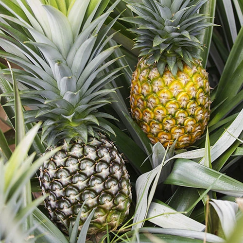 Edible Indoor Pineapple Plant - Ananas Comosus. 4 Edible Indoor Pineapple Plant - Ananas Comosus. - Image 2