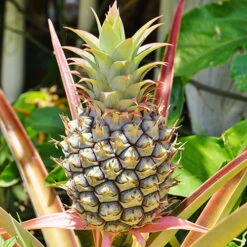 Edible Indoor Pineapple Plant - Ananas Comosus. 10 Edible Indoor Pineapple Plant - Ananas Comosus. -OWL Plant Shop 340031 2