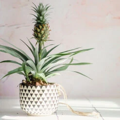 Edible Indoor Pineapple Plant - Ananas Comosus. 12 Edible Indoor Pineapple Plant - Ananas Comosus. -OWL Plant Shop 340031 4