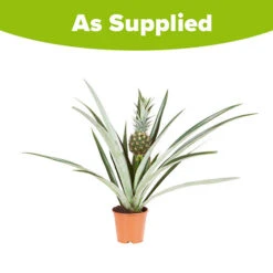 Edible Indoor Pineapple Plant - Ananas Comosus. 13 Edible Indoor Pineapple Plant - Ananas Comosus. -OWL Plant Shop 340031 5