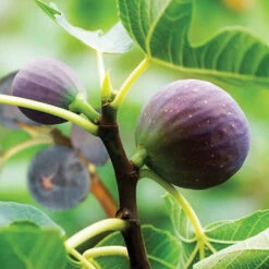 Fig 'Brown Turkey' Standard 10 Fig 'Brown Turkey' Standard -OWL Plant Shop 340057 2