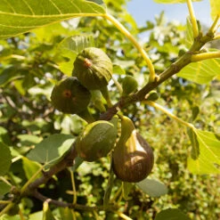 Fig 'Brown Turkey' Standard 12 Fig 'Brown Turkey' Standard -OWL Plant Shop 340057 4