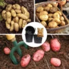 Complete Patio Potato Growing Kit 2 Complete Patio Potato Growing Kit -OWL Plant Shop 350007