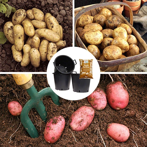 Complete Patio Potato Growing Kit 3 Complete Patio Potato Growing Kit