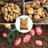 Complete Patio Potato Top-up Kit 1 Complete Patio Potato Top-up Kit -OWL Plant Shop 350062