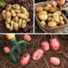 Patio Potato Pack 2 Patio Potato Pack -OWL Plant Shop 350067