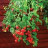 'Tumbling Tom' Tomato 2 'Tumbling Tom' Tomato -OWL Plant Shop 370026
