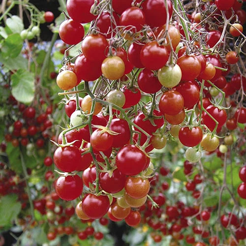 'Tumbling Tom' Tomato 4 'Tumbling Tom' Tomato - Image 2