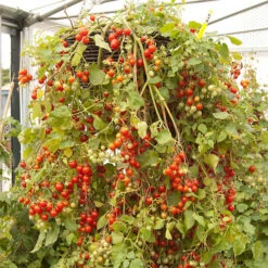 'Tumbling Tom' Tomato 10 'Tumbling Tom' Tomato -OWL Plant Shop 370026 2