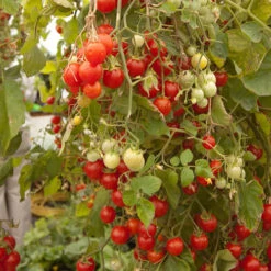 'Tumbling Tom' Tomato 11 'Tumbling Tom' Tomato -OWL Plant Shop 370026 3