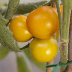 'Tumbling Tom Yellow' Tomato 10 'Tumbling Tom Yellow' Tomato -OWL Plant Shop 370036 3