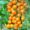 Cherry Tomato 'Sungold' 2 Cherry Tomato 'Sungold' -OWL Plant Shop 370043