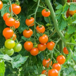Cherry Tomato 'Sungold' 11 Cherry Tomato 'Sungold' -OWL Plant Shop 370043 2