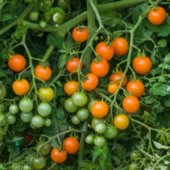 Cherry Tomato 'Sungold' 12 Cherry Tomato 'Sungold' -OWL Plant Shop 370043 3