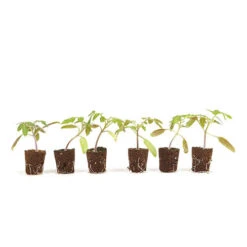 Cherry Tomato 'Sungold' 13 Cherry Tomato 'Sungold' -OWL Plant Shop 370043 4